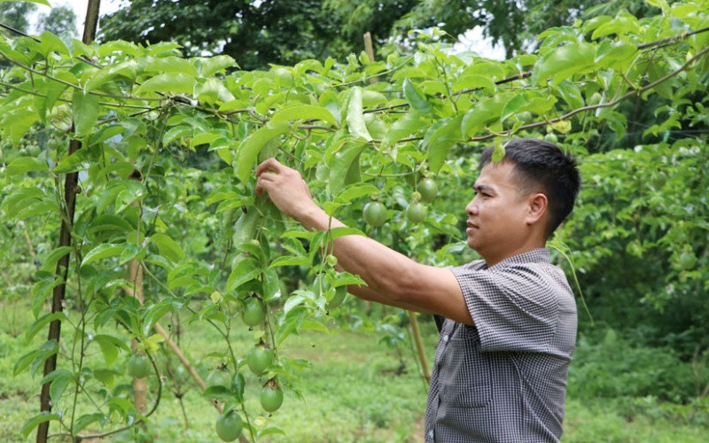 Mô hình chanh leo xuất khẩu châu Âu có sự liên kết của doanh nghiệp đang tạo hướng đi bền vững cho Tân Uyên, sau khi đạt chuẩn nông thôn mới 5-1598254272458.jpg