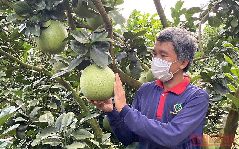 Trái bưởi da xanh nhiều cơ hội vào thị trường Mỹ.