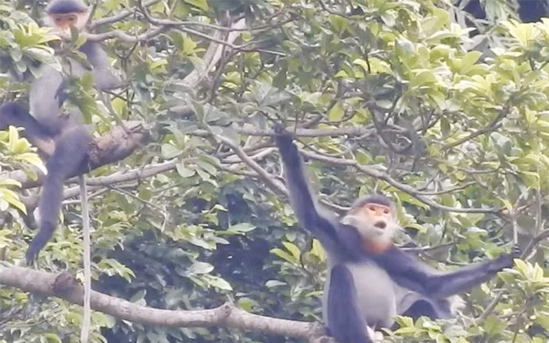 Có khoảng 50 cá thể vọoc Chà vá chân xám sống trên đỉnh núi tại xã Tam Mỹ Tây.