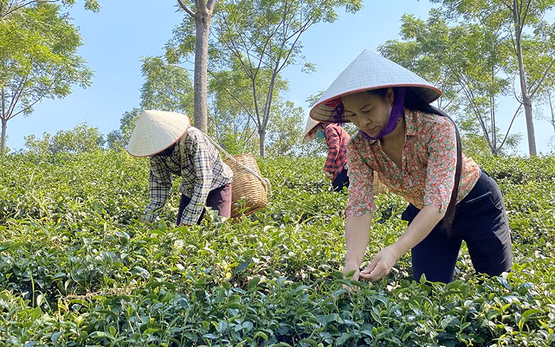 Thu hoạch chè tại Hợp tác xã chè xanh Cẩm Mỹ, huyện Thanh Sơn (Phú Thọ).