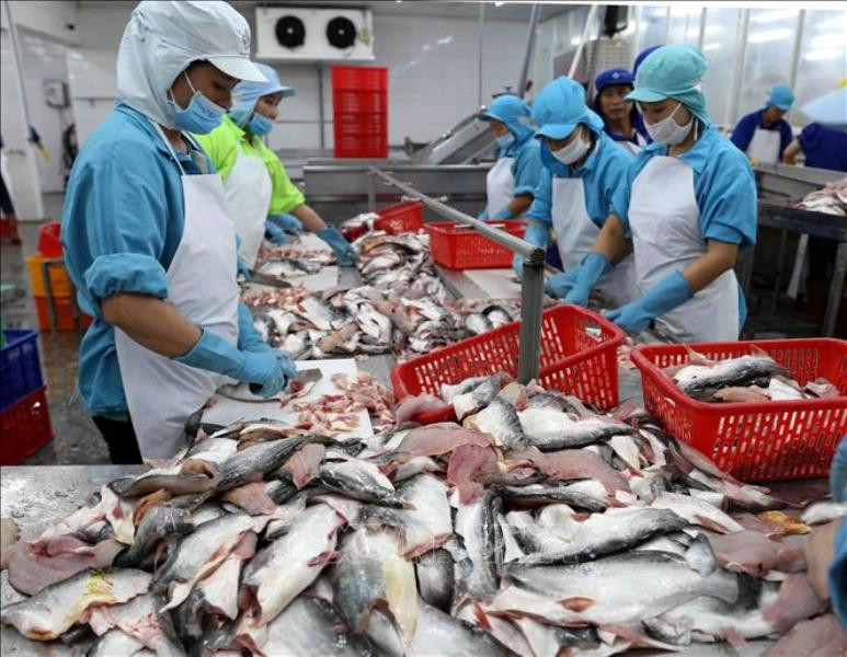 Kim ngạch xuất khẩu cá tra tính đến 15/11 đạt 1,3 tỷ USD, tăng 1,3% so với cùng kỳ năm 2020. (Ảnh: VŨ SINH - TTXVN)