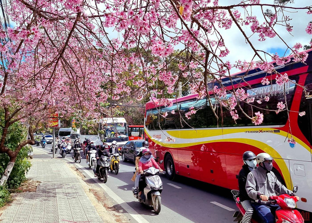 Phố núi mùa xuân. Đà Lạt nồng nàn sắc xuân -0