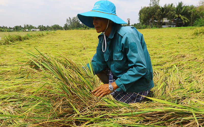 Nông dân chịu “thiệt kép” khi lúa bị đổ ngã.