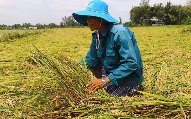 Nông dân chịu “thiệt kép” khi lúa bị đổ ngã.