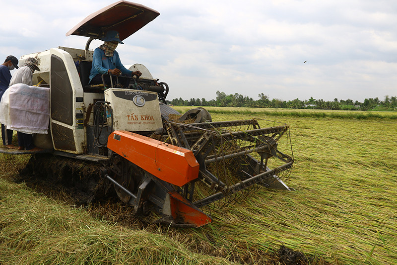 Giá thuê máy cắt lúa tăng vì lúa bị đổ ngã Lúa đông xuân đầu vụ, nông dân Hậu Giang chịu “thiệt kép” -0