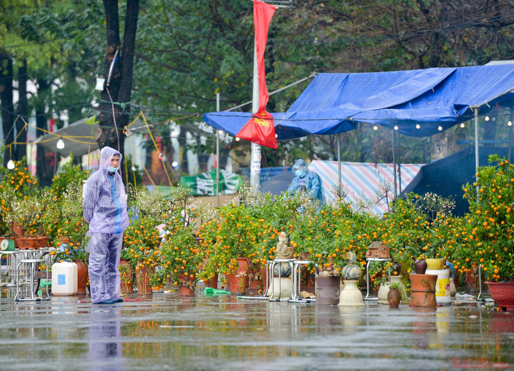 Ông Trần Văn Thanh (52 tuổi, quê ở xã Vạn Phúc, huyện Thanh Trì, Hà Nội) cho biết, anh nhập về 600 cây quất, gần 100 cây mai nhưng đến nay mới bán được gần 1/3 trong số đó. 2_dao_quat_mua_ret-1612871416362.jpg
