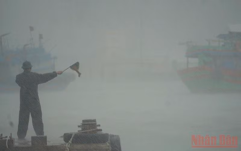 Đà Nẵng kiểm soát chặt chẽ việc ngư dân vào tránh trú bão tại âu thuyền Thọ Quang -0