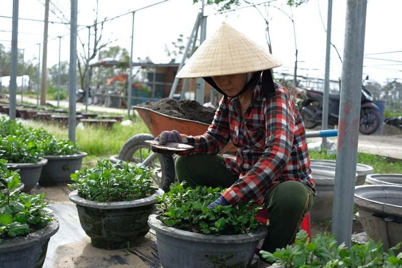 Người dân hoa Dương Sơn (xã Hòa Châu, huyện Hòa Vang) chuẩn bị cho vụ hoa Tết. Nông dân Đà Nẵng nhanh chóng khôi phục sản xuất -0