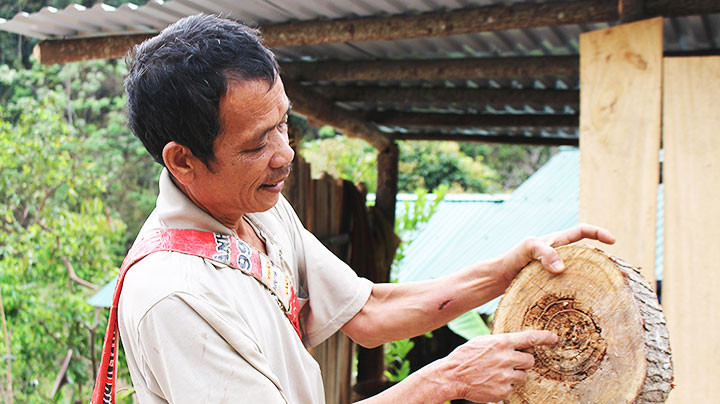 Người dân phản ánh lõi xoan bị mục. Tìm cây trồng phù hợp cho Mường Lát -0