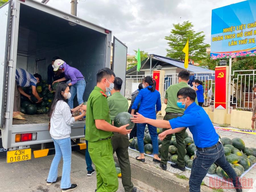 Chung tay hỗ trợ bà con nông dân huyện Đại Lộc tiêu thụ dưa hấu. Hỗ trợ bà con nông dân tiêu thụ dưa hấu do mưa ngập -0