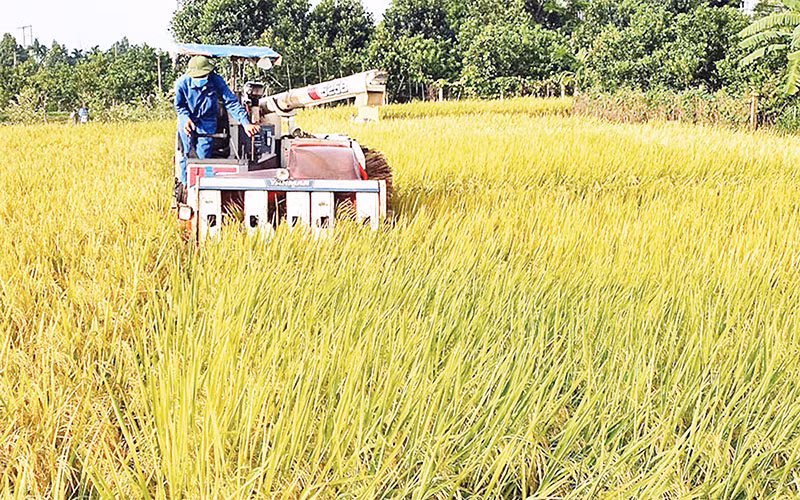Nông dân xã Xuân Ðình thu hoạch lúa mùa 3 ca/ngày, theo phương châm "xanh nhà hơn già đồng". Ảnh: NGUYỄN MAI