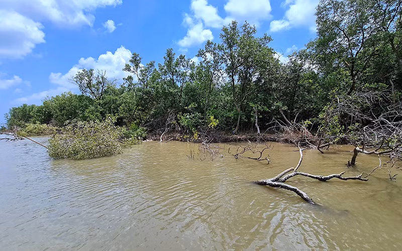 Đê biển Cà Mau lún dần xuống biển -0