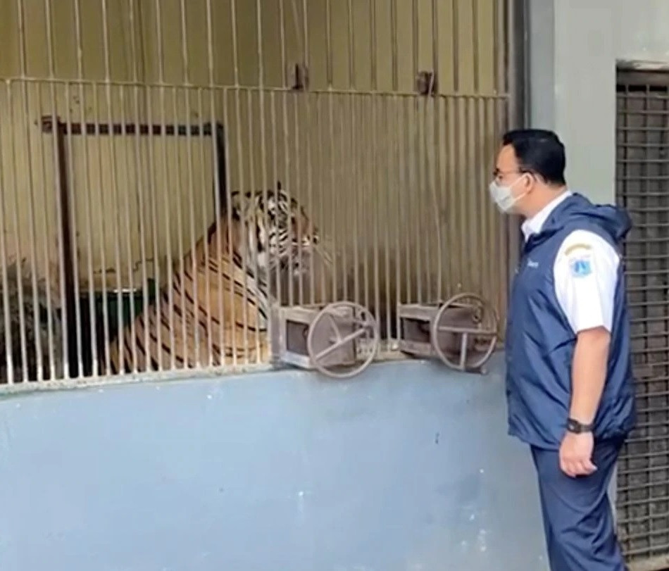 Không ai trong số những người chăm sóc và công nhân vườn thú bị mắc Covid-19 trong thời gian hai con hổ bị nhiễm bệnh. (Ảnh: Chính quyền TP Jakarta). Hai con hổ Sumatra ở Indonesia mắc Covid-19 không rõ nguồn lây -0