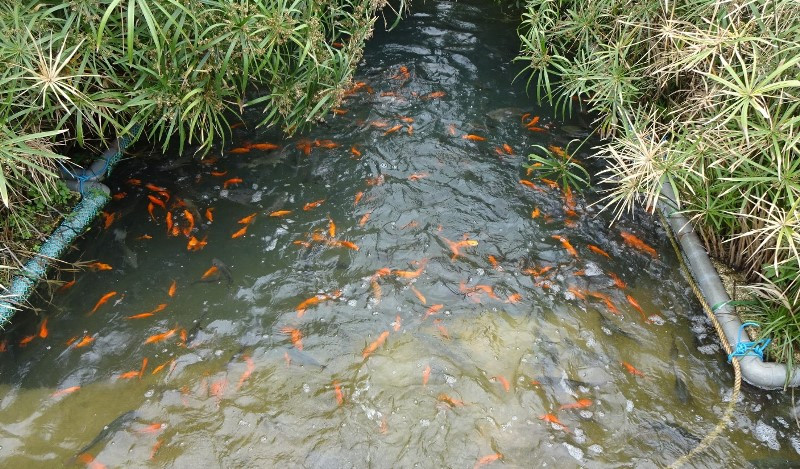 Mô hình nuôi cá vàng và cá rô phi trong môi trường nước thải của Công ty Núi Pháo tại mỏ Núi Pháo.