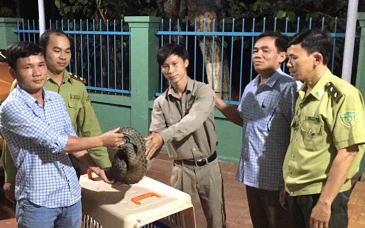 Bàn giao cá thể tê tê Java cho Trung tâm cứu hộ Vinpearl Hội An chăm sóc.