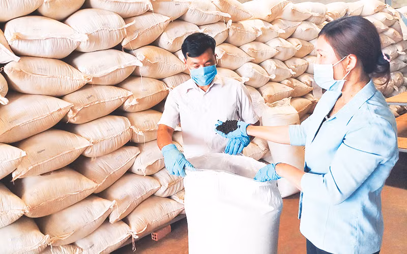 Kiểm tra chất lượng sản phẩm hồ tiêu hữu cơ trước khi đóng gói xuất khẩu tại Hợp tác xã nông nghiệp-thương mại-dịch vụ hữu cơ Hoàng Nguyên ở xã Thuận Hà (Đắk Song, Đắk Nông).