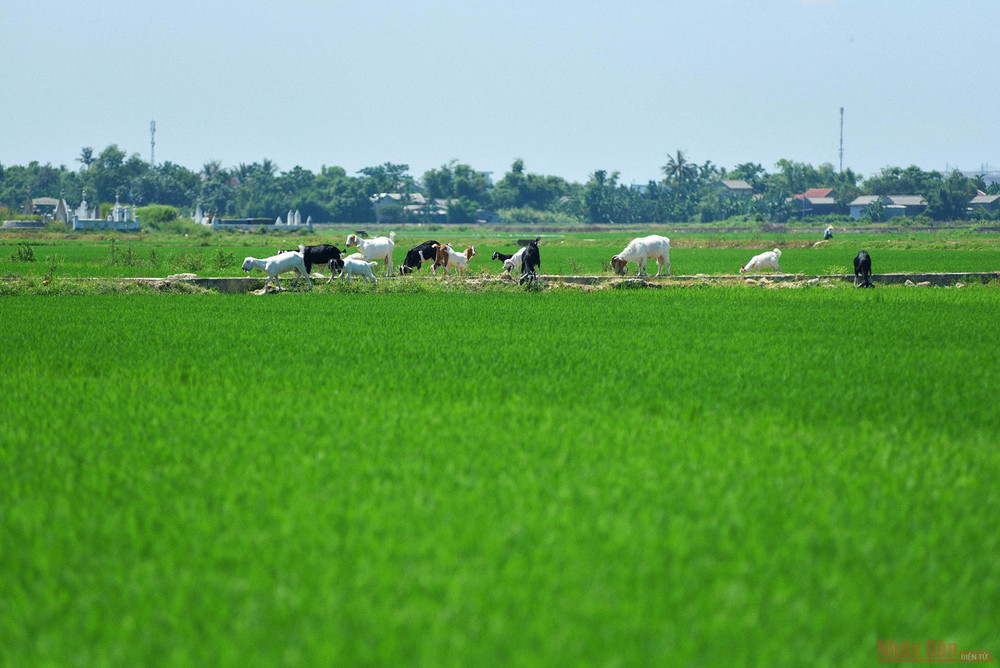 Làng nghề hoa giấy Thanh Tiên -0