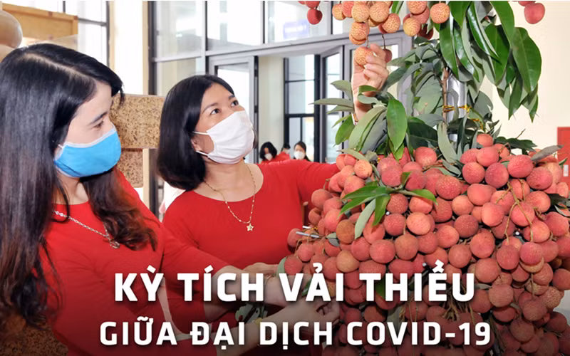 Kỳ tích vải thiều giữa đại dịch Covid-19