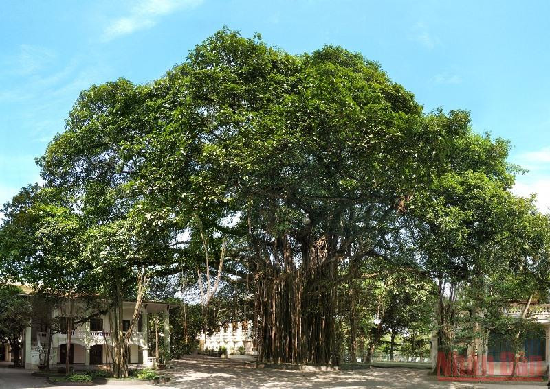 Cây đa hơn 300 tuổi trong sân của tòa soạn Báo Nhân Dân là niềm tự hào của các thế hệ người làm báo Đảng. abc -0