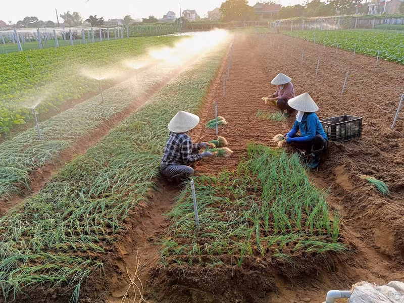 Nông dân xã Quỳnh Liên, thị xã Hoàng Mai (Nghệ An) tích cực chuyển đổi cơ cấu cây trồng cho thu nhập cao.