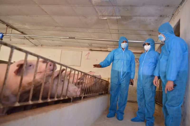 Triển khai các giải pháp đồng bộ bảo đảm chăn nuôi lợn tăng trưởng ổn định -0