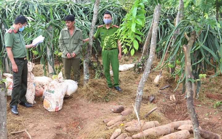 Đối tượng Nguyễn Đăng Thảo cất giấu thuốc nổ và đầu đạn trong vườn nhà.