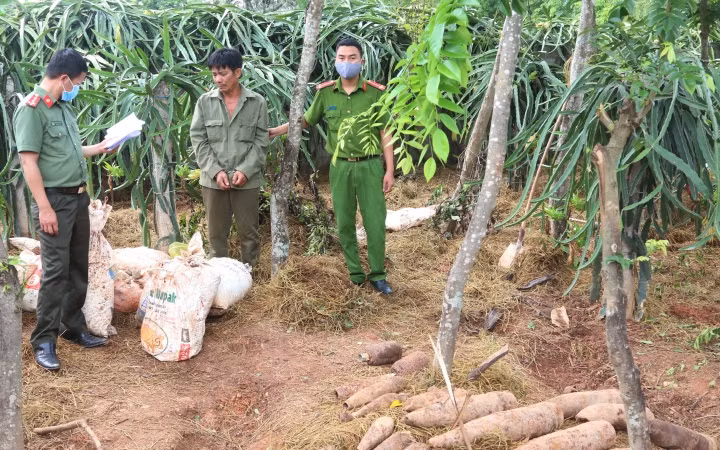 Đối tượng Nguyễn Đăng Thảo cất giấu thuốc nổ và đầu đạn trong vườn nhà.