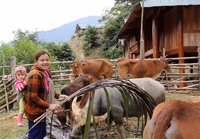 Gia đình chị Lô Thị Quyên vay vốn nuôi trâu bò. Ảnh: Báo Dân tộc và Phát triển.