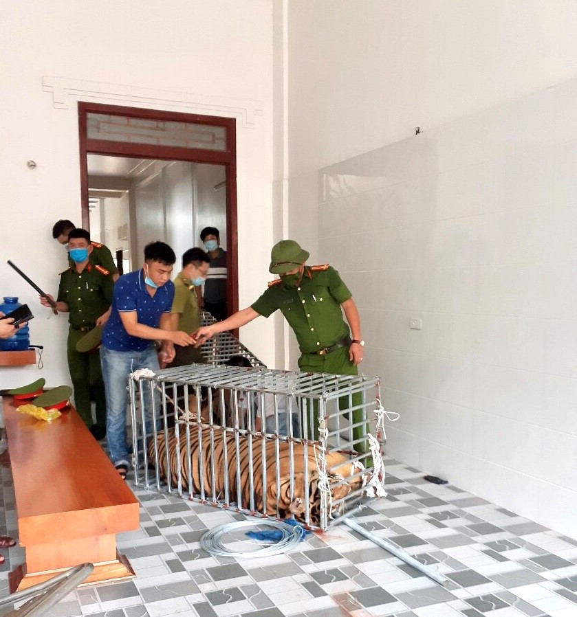 Thu giữ hổ nuôi, nhốt trái phép ngày 4/8/2021 tại xã Đô Thành, huyện Yên Thành ( Nghệ An). Xử lý nghiêm hành vi nuôi, nhốt hổ trái phép -0