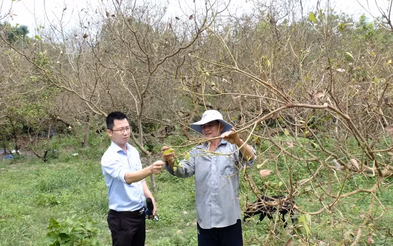 Nhiều vườn cây bị bọ cánh cứng tấn công ở Bình Phước