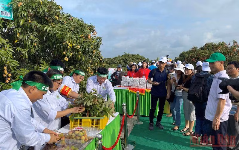 Hội thi thu hoạch vải thiều tại huyện Thanh Hà, Hải Dương.