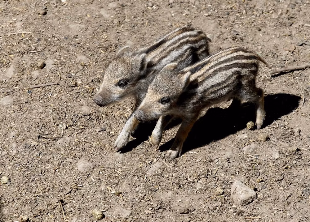 Những bức ảnh ấn tượng về động vật hoang dã trong tuần -0