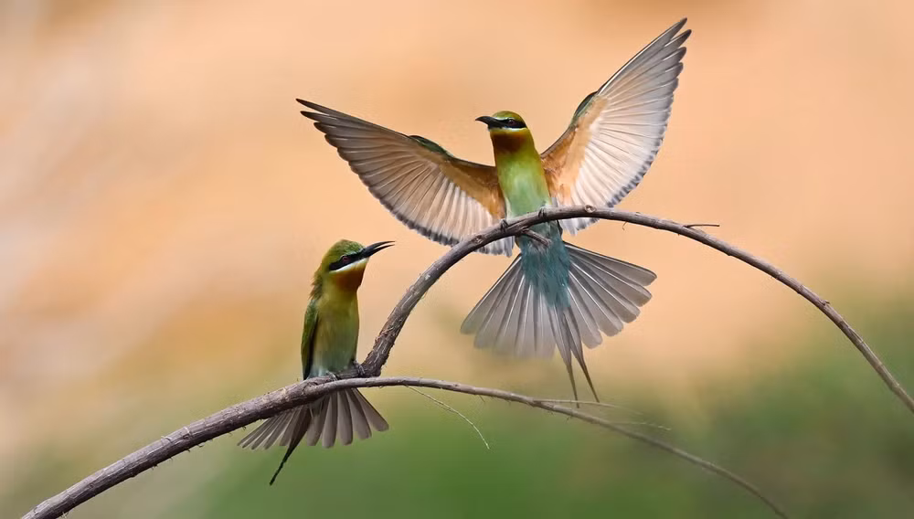 Những bức ảnh ấn tượng về động vật hoang dã trong tuần -0