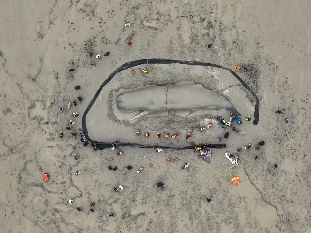 Những bức ảnh ấn tượng về động vật hoang dã trong tuần -0