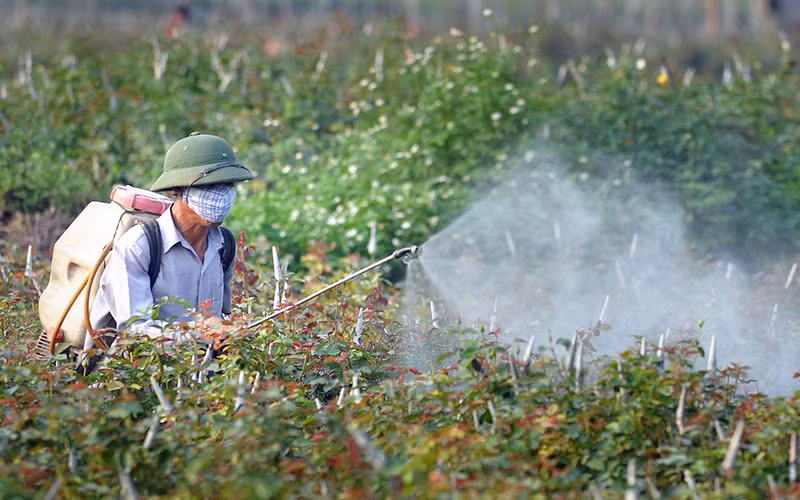 Nông dân phun thuốc bảo vệ thực vật trên cánh đồng hoa Tây Tựu, quận Bắc Từ Liêm (Hà Nội). Ảnh: NGUYỄN ÐĂNG