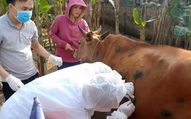 Bệnh viêm da nổi cục trên trâu bò xuất hiện tại Việt Nam từ tháng 10-2020.