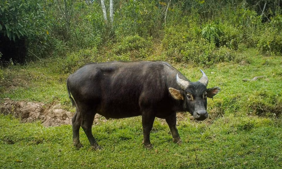 Năm Tân Sửu tìm hiểu những loài trâu quý hiếm -0