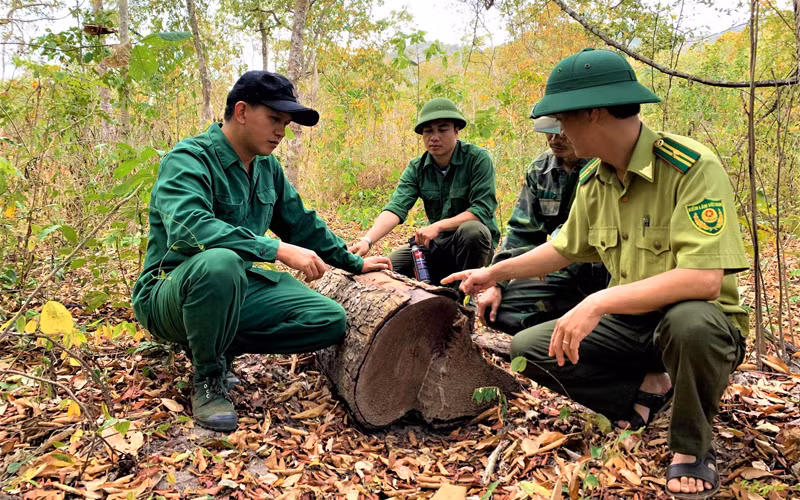 Một khúc gỗ Giáng hương bị khai thác trái phép các đối tượng chưa kịp vận chuyển ra ngoài thì bị lực lượng kiểm lâm Khu BTTN Ea Sô phát hiện, bắt giữ.