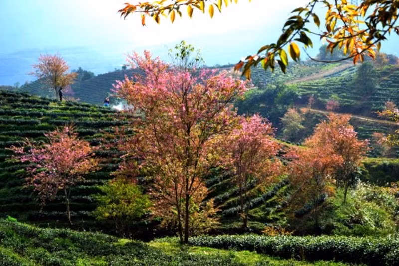 Thắm sắc anh đào Nhật giữa núi rừng Sa Pa -0