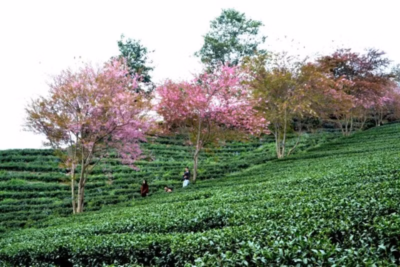 Thắm sắc anh đào Nhật giữa núi rừng Sa Pa -0