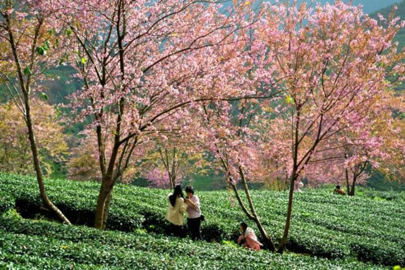 Thắm sắc anh đào Nhật giữa núi rừng Sa Pa