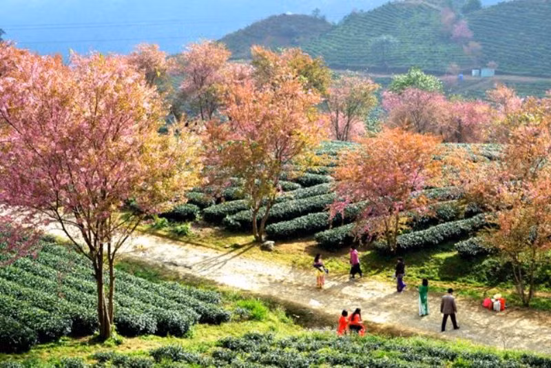 Thắm sắc anh đào Nhật giữa núi rừng Sa Pa -0