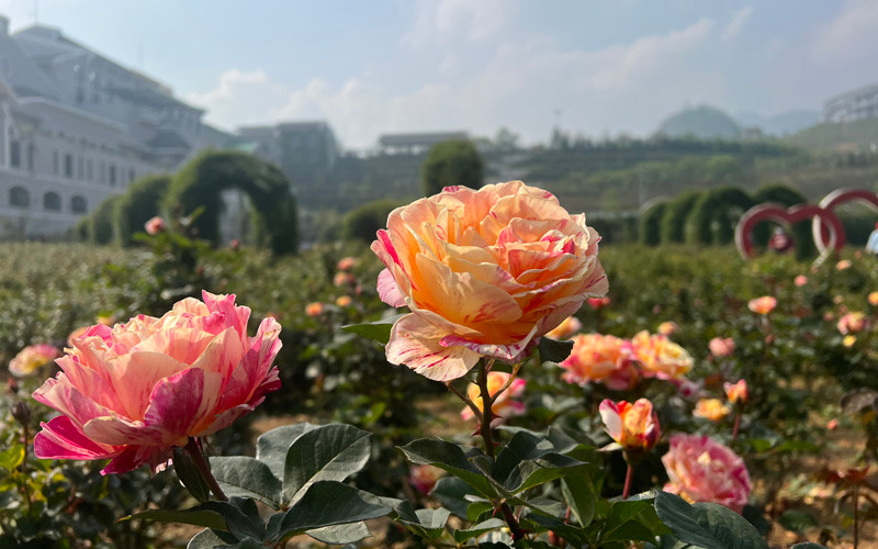 Sun World Fansipan Legend được phủ trong sắc hoa hồng rực rỡ Những trải nghiệm mới phải thử dịp 30/4-1/5 -0