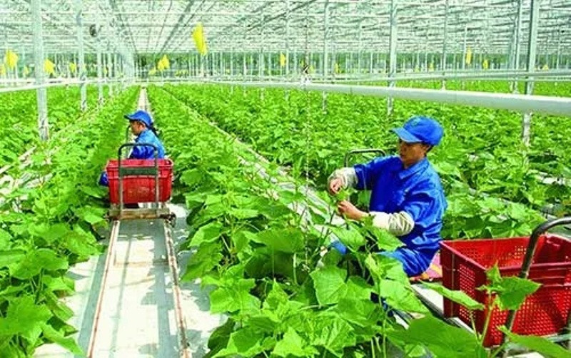 Sự phát triển của hợp tác xã tạo ra sức mạnh đa chiều phát triển kinh tế.