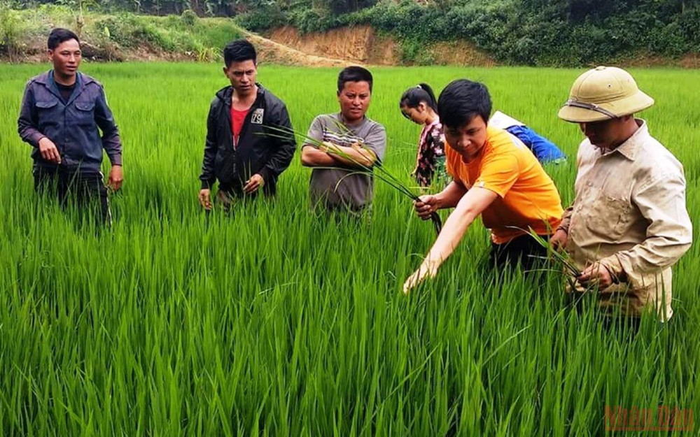 Cán bộ khuyến nông tỉnh Điện Biên hướng dẫn nông dân cách phát hiện sâu bệnh. (Ảnh: Báo Nhân Dân) Để chính sách của Đảng, Nhà nước đến gần với dân tộc thiểu số và miền núi -0