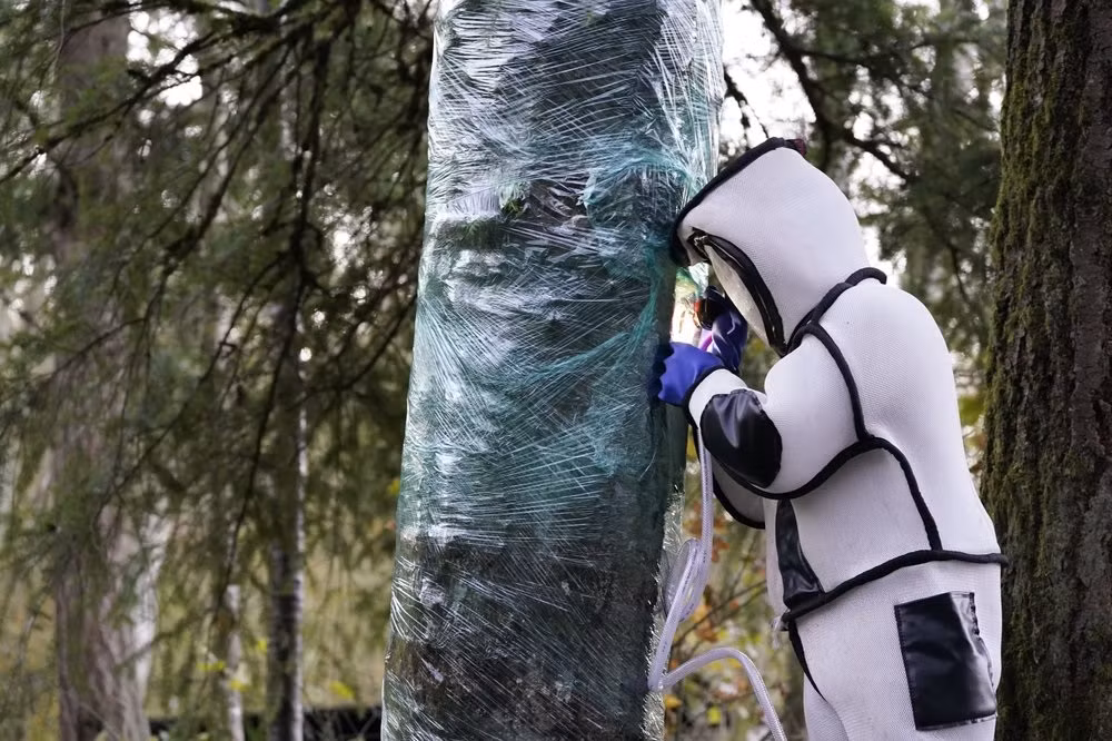 Mỹ phá hủy tổ ong vò vẽ châu Á xâm lấn đầu tiên -0