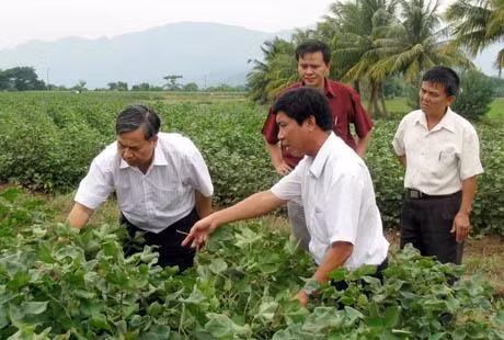 Kiểm tra cây bông vải tại trang trại mẫu huyện Ninh Sơn (Ninh Thuận). Ảnh: DOÃN ÐỨC