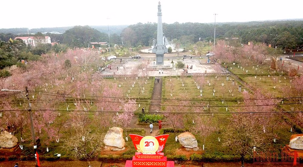 Rực rỡ mùa hoa Anh Đào Kon Plông -0