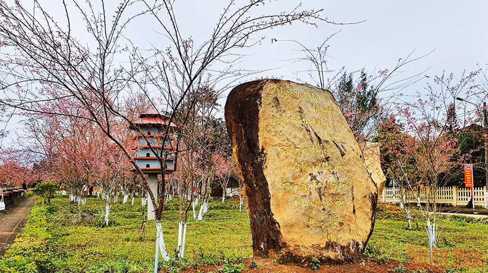 Rực rỡ mùa hoa Anh Đào Kon Plông -0