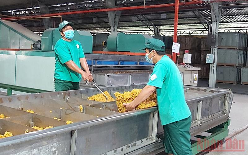 Sản xuất cao su xuất khẩu tại Công ty TNHH MTV cao su Dầu Tiếng.